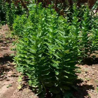 玄参芽的功效、作用与种植推广——勇泰中药材助您了解这一中草药的无限价值