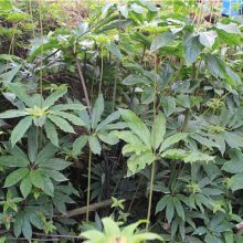 山西中阳天麻之乡 药材种植致富新希望