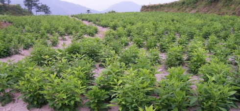 宝鸡:大力发展中药材种植 打造中医药强市名片