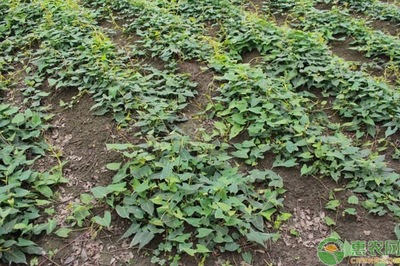 2021年什么药材好种植又赚钱？中草药种植的优选与策略