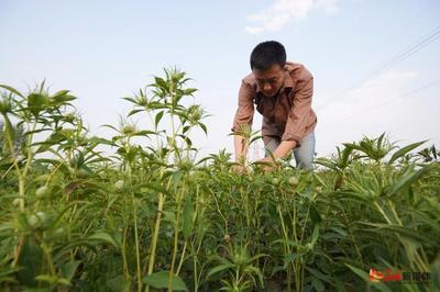 河北内丘 中药材产业助力富民增收 中草药种植正当时