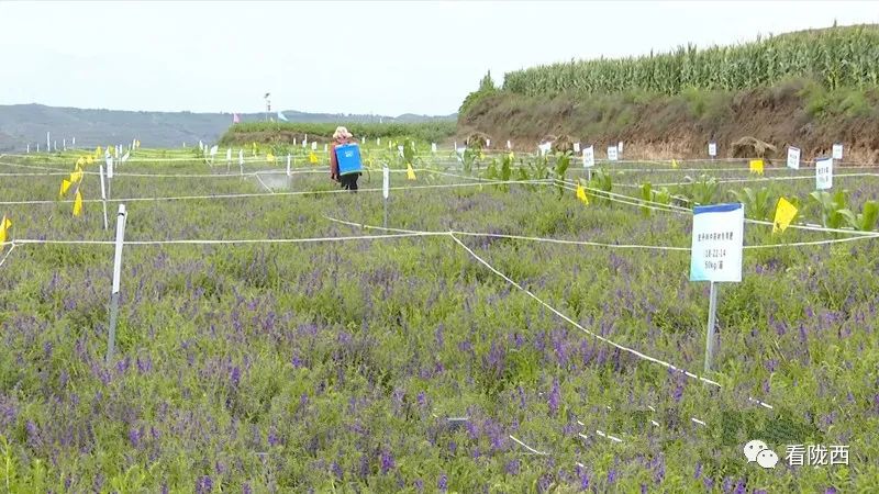 陇西 绿色道地成中药材产业“新名片”